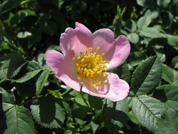 Обои картинки фото цветы, шиповник