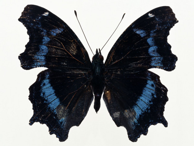 Обои картинки фото животные, бабочки