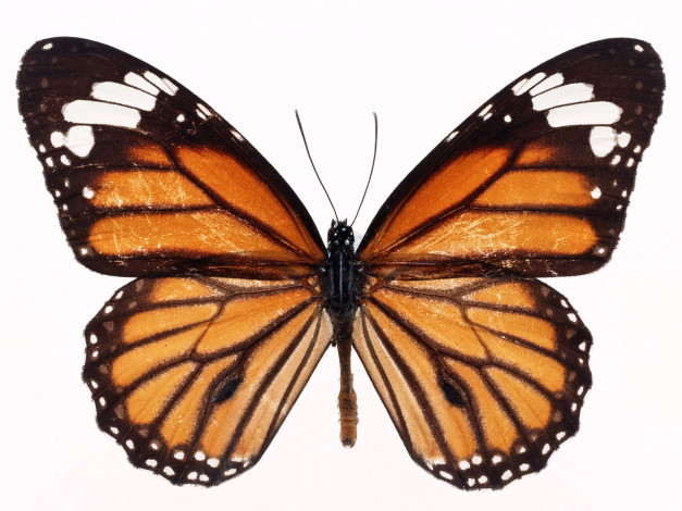 Обои картинки фото животные, бабочки