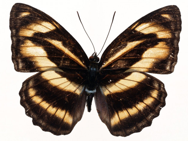 Обои картинки фото животные, бабочки