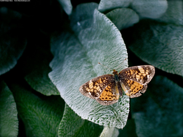 Обои картинки фото животные, бабочки