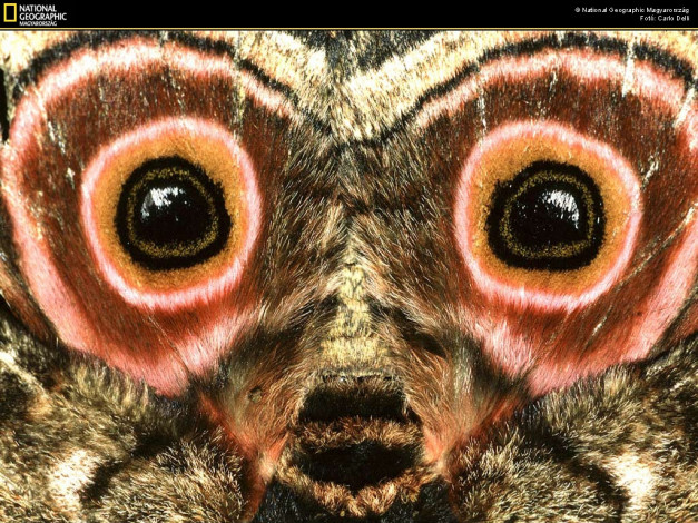 Обои картинки фото животные, бабочки