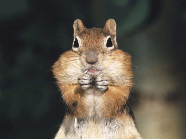 Обои картинки фото животные, бурундуки