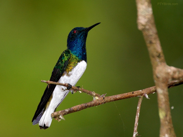 Обои картинки фото животные, колибри