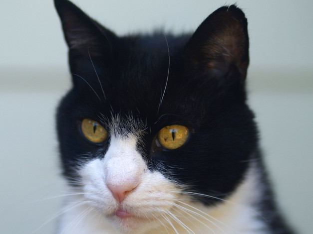 Обои картинки фото животные, коты