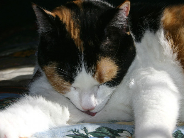 Обои картинки фото животные, коты