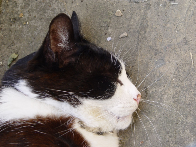 Обои картинки фото животные, коты