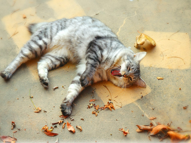 Обои картинки фото животные, коты