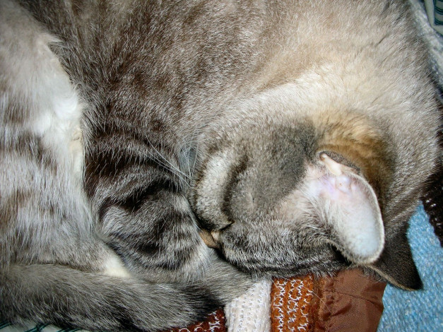 Обои картинки фото животные, коты