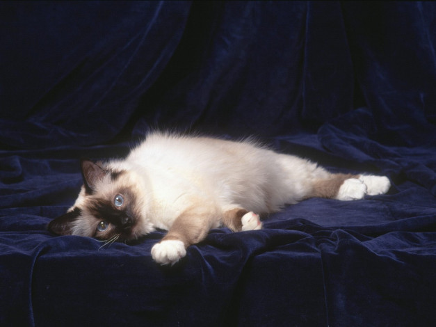 Обои картинки фото животные, коты