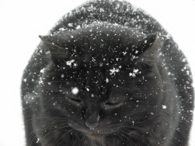 Обои картинки фото животные, коты