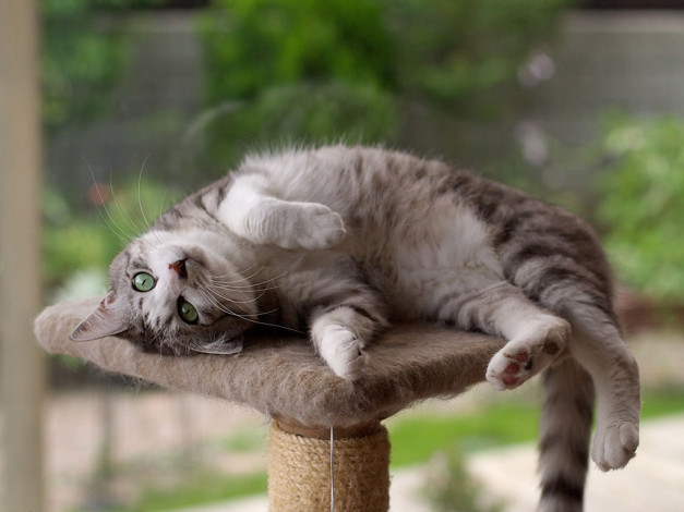 Обои картинки фото животные, коты