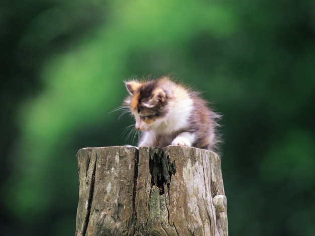 Обои картинки фото животные, коты