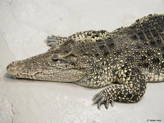 Обои картинки фото животные, крокодилы