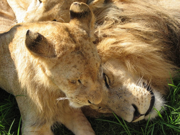 Обои картинки фото животные, львы