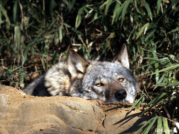 Обои картинки фото животные, волки