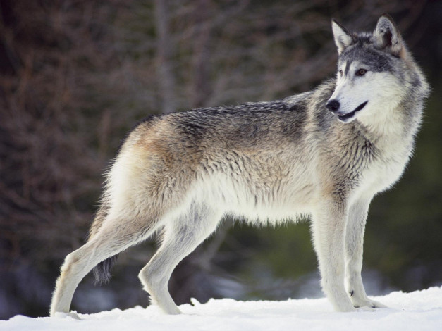 Обои картинки фото животные, волки