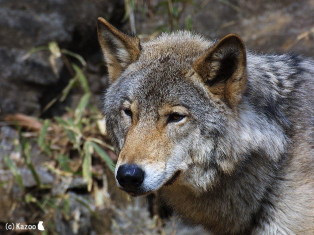 Обои картинки фото животные, волки