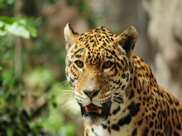 Обои картинки фото животные, Ягуары