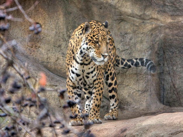 Обои картинки фото животные, Ягуары