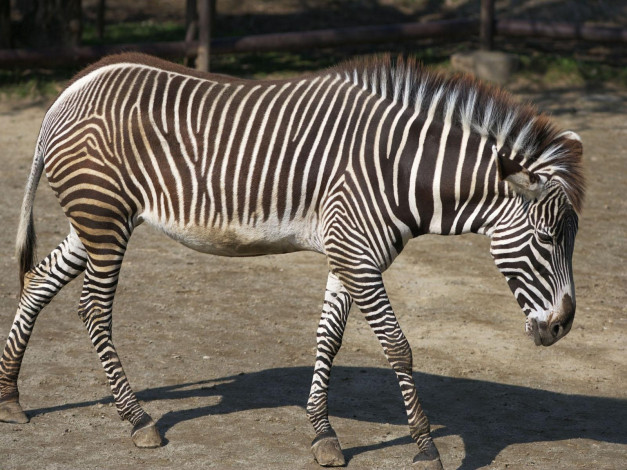 Обои картинки фото животные, зебры