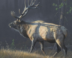 Картинка рисованные животные