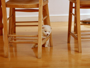 Картинка животные собаки