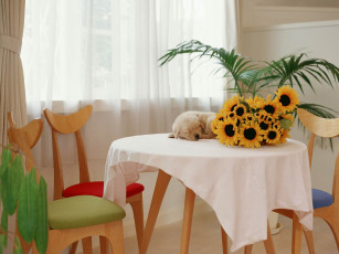 Картинка животные собаки