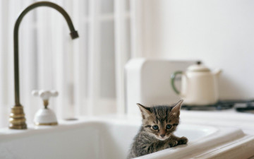 Картинка животные коты