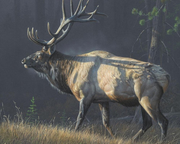 Обои картинки фото рисованные, животные