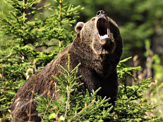 Обои картинки фото животные, медведи