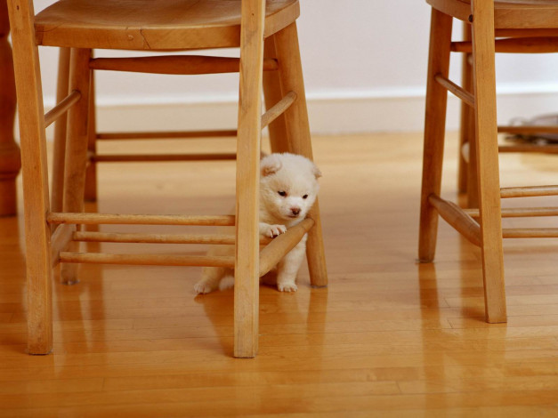 Обои картинки фото животные, собаки