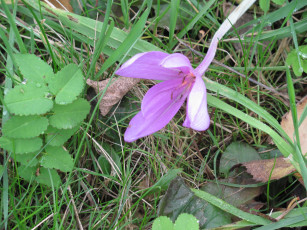 Картинка безвременник цветы крокусы трава листья цветок