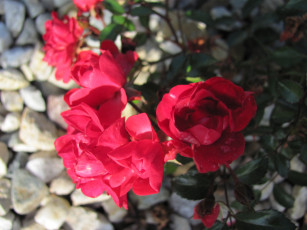 Картинка цветы розы красный