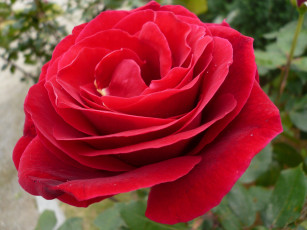 Картинка цветы розы rose