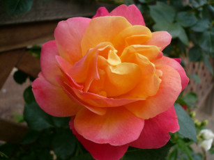 Картинка цветы розы rose