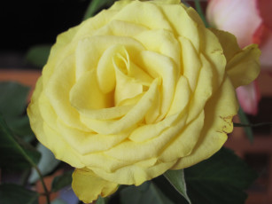 Картинка цветы розы желтый