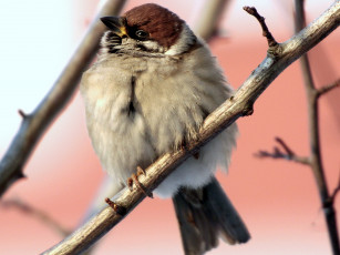Картинка животные воробьи птица ветка
