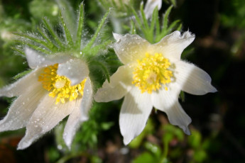 Картинка цветы анемоны адонисы роса капли