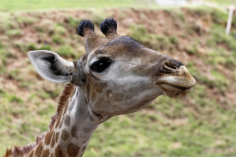 Картинка животные жирафы голова жирафа