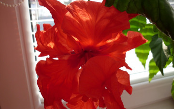 Картинка цветы гибискусы алый