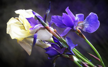 Картинка цветы ирисы синий белый