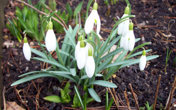 Картинка цветы подснежники белоцветник весна