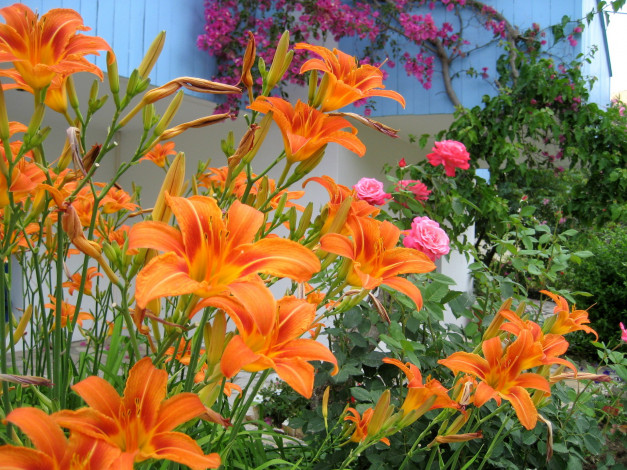 Обои картинки фото цветы, разные, вместе, оранжевый, розовый