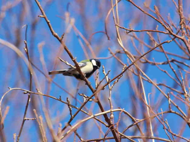 Обои картинки фото животные, синицы, лазоревки, ветка