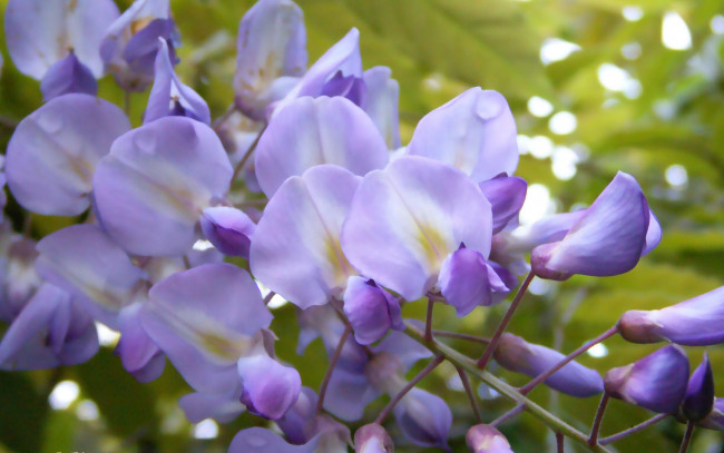 Обои картинки фото цветы, глициния, сиреневый