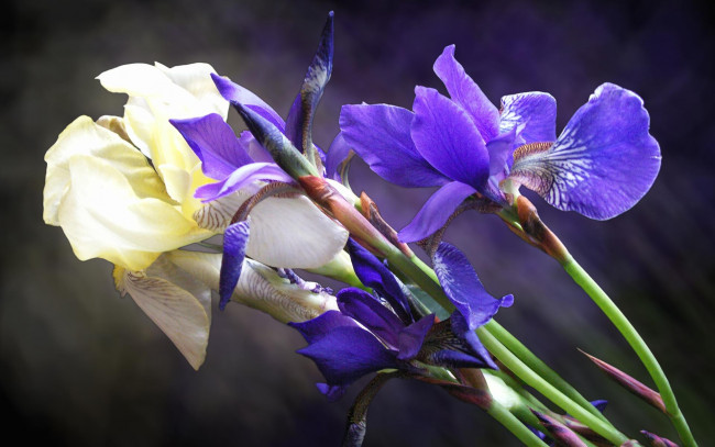 Обои картинки фото цветы, ирисы, синий, белый