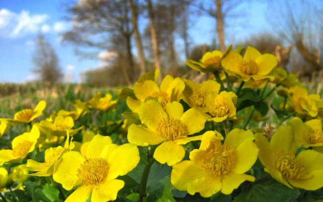 Обои картинки фото калужница, болотная, цветы, калужницы, лютики, желтый