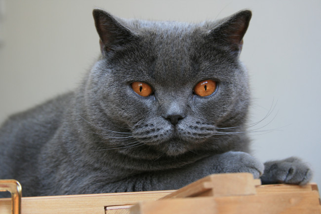 Обои картинки фото животные, коты, британец