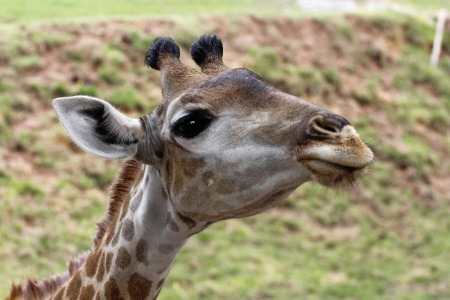 Обои картинки фото животные, жирафы, голова, жирафа